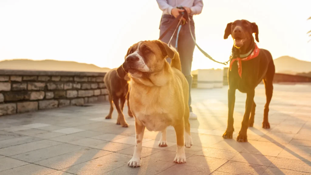carematepro blog dog walker 3